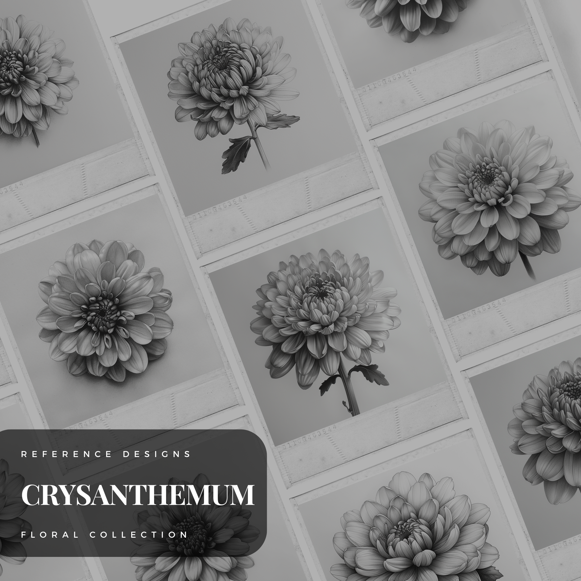 Chrysanthemums Digital Design Collection: 50 Procreate & Sketchbook Images