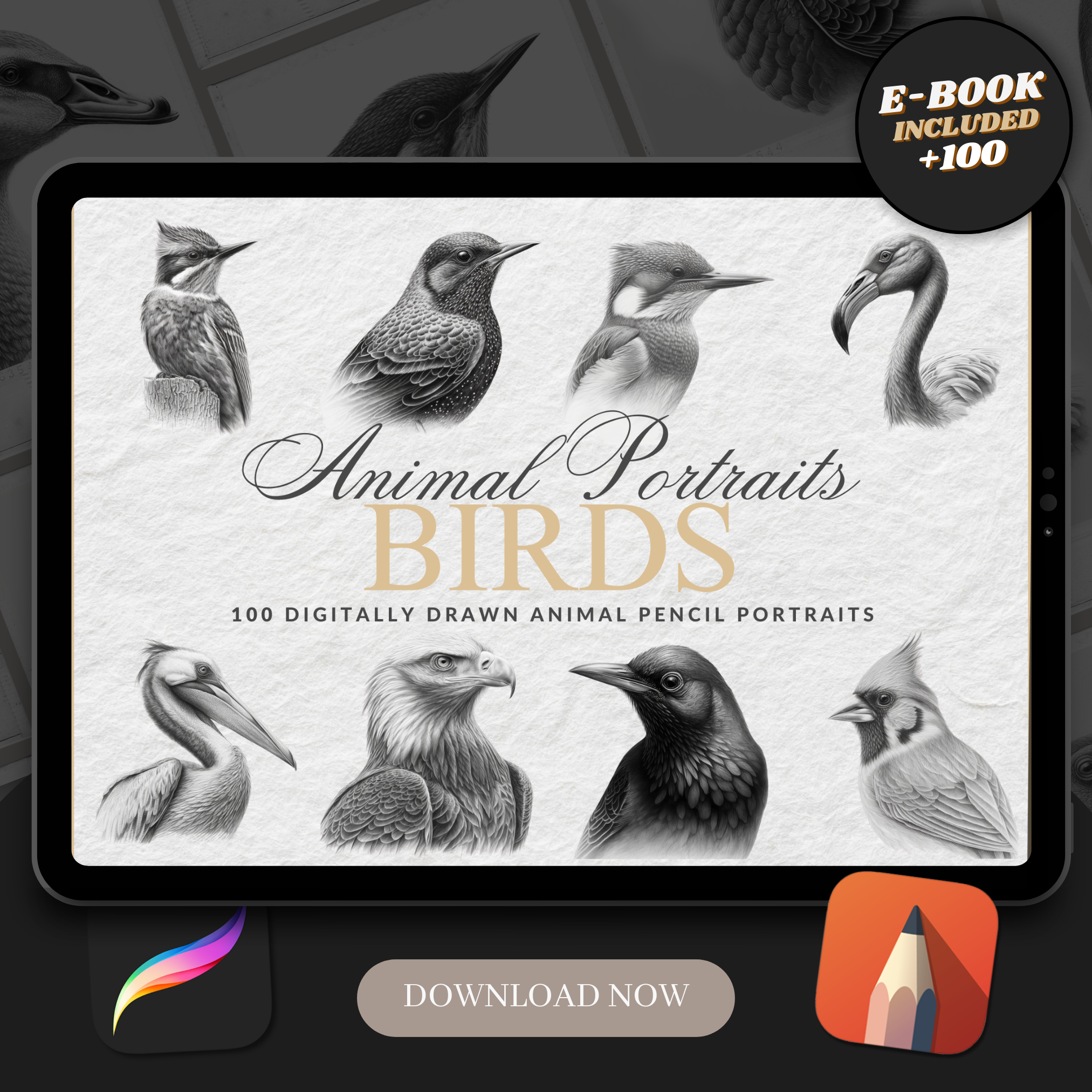 Birds Digital Reference Design Collection: 100 Procreate & Sketchbook Images