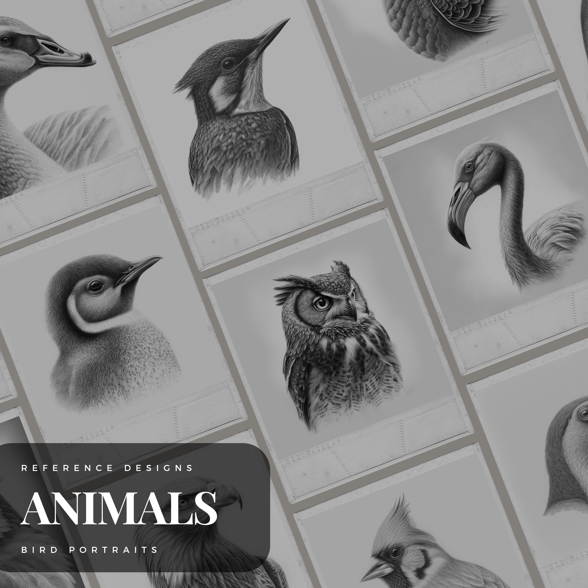 Colección de diseños de referencia digital Birds: 100 imágenes de Procreate y Sketchbook